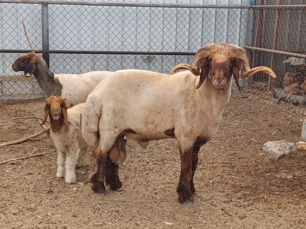 Sexually excited sheep for sale - 3