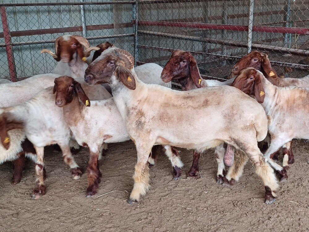 Sexually excited sheep for sale - 6