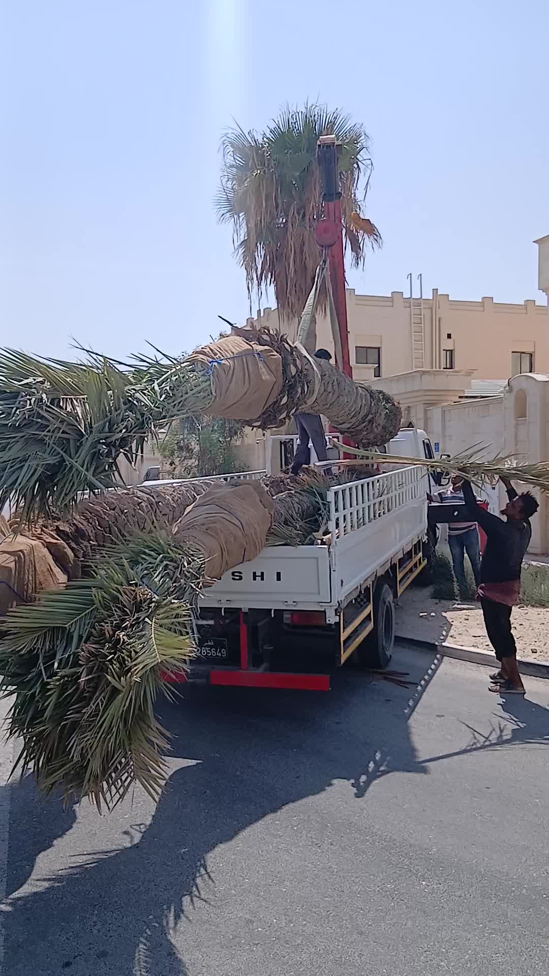 للنخيل نقل وزراعة - 1