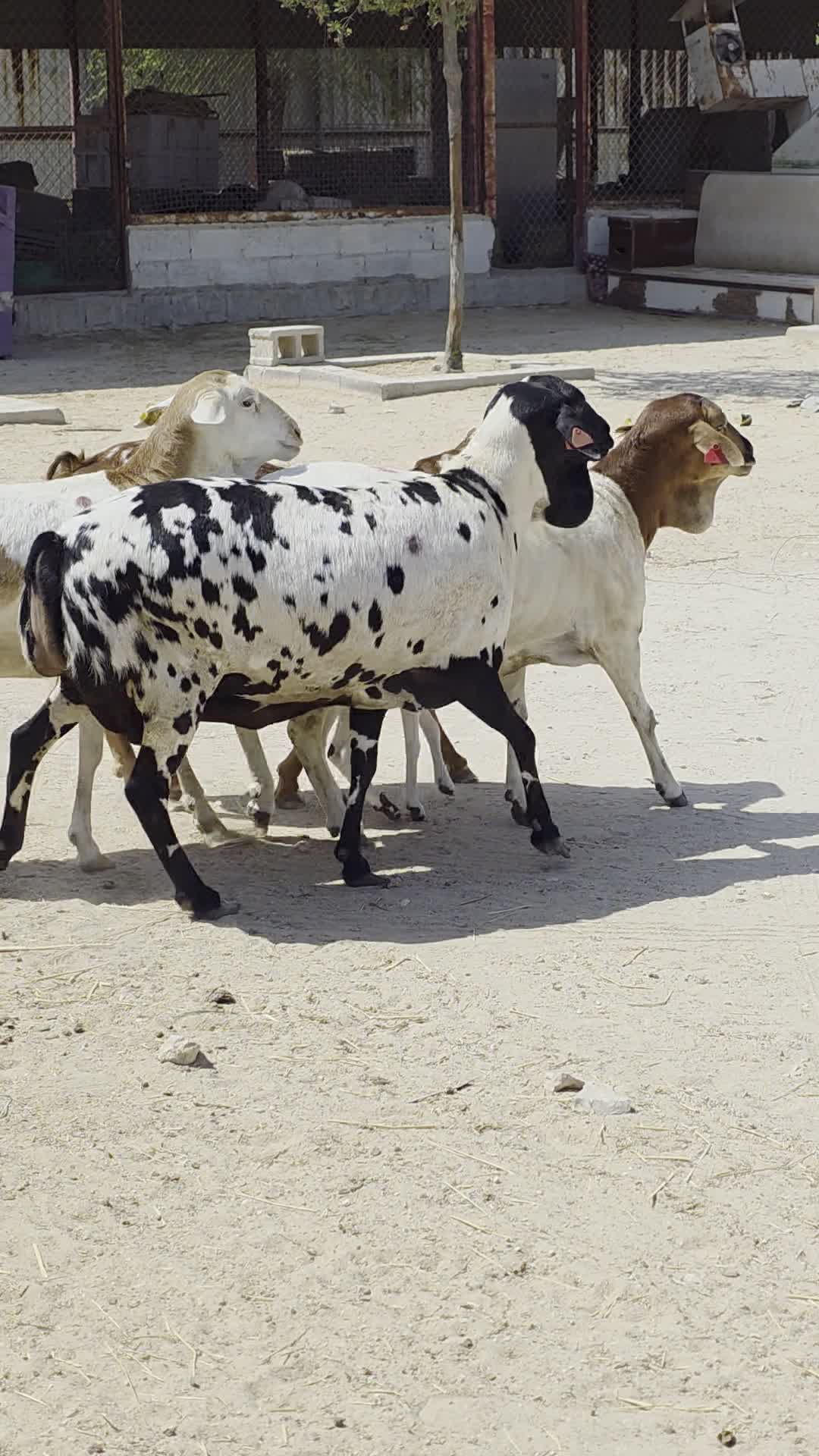 شويهات برابر بيرشن بيور طيبه - 3