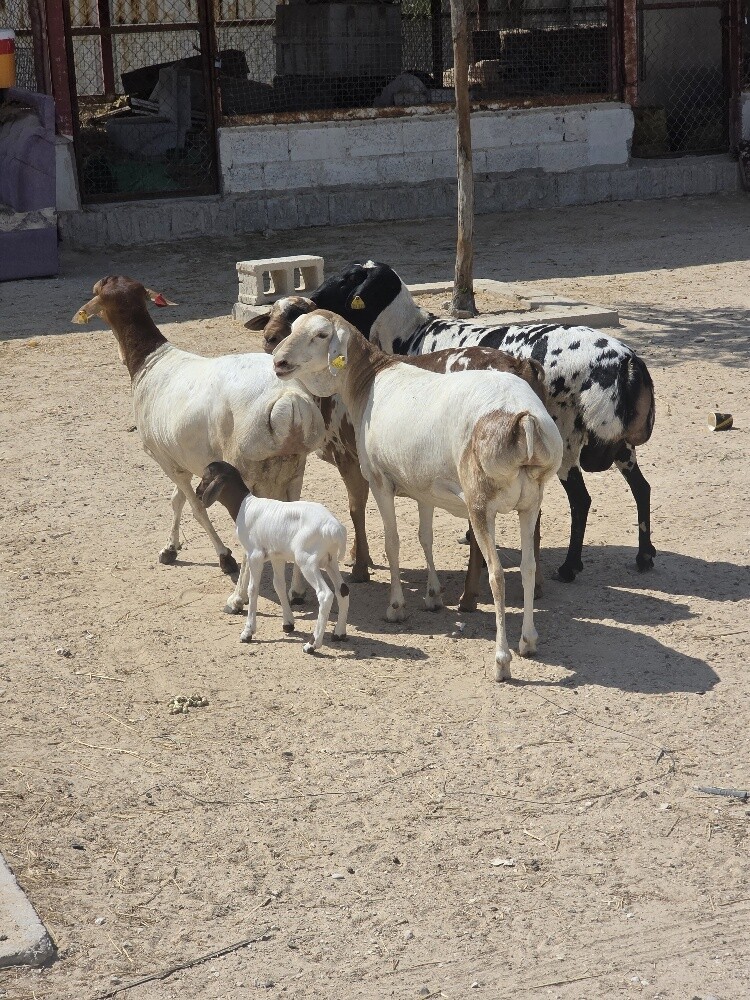 شويهات برابر بيرشن بيور طيبه - 2