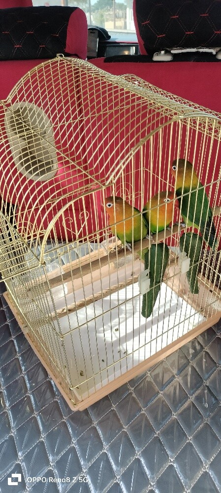 parrot - 1