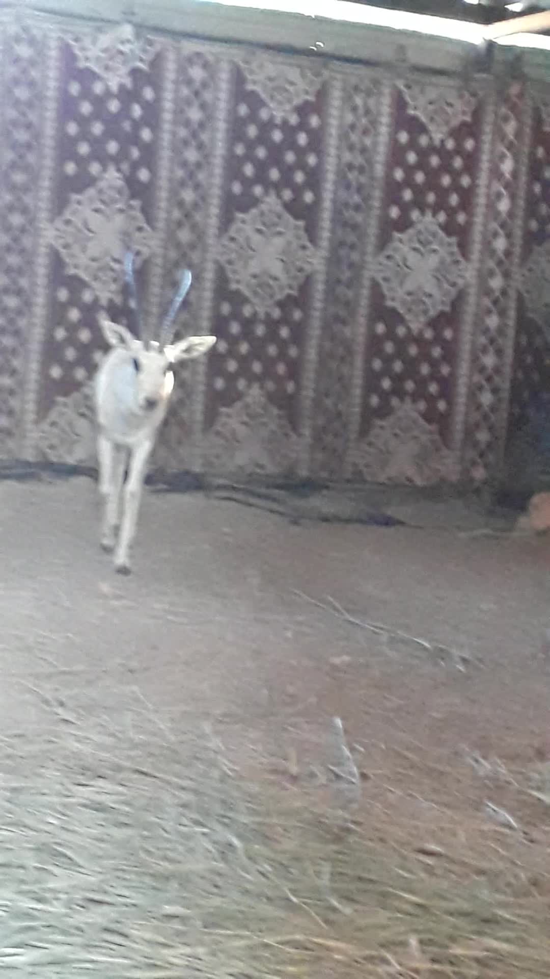 غزال ريم فحل - 1