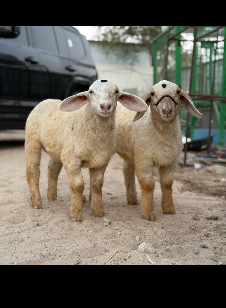 banour  - 1