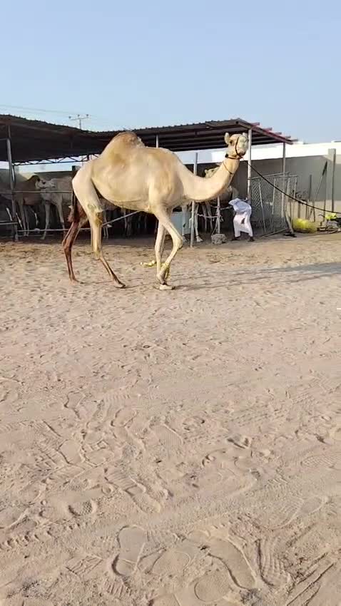 عشراء - 1