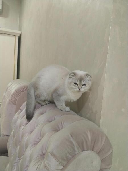 Scottishfold cat - 2