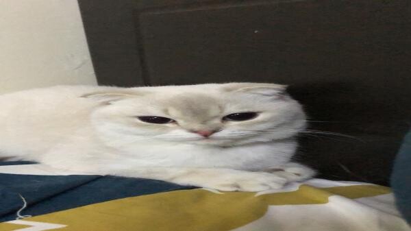 Scottishfold cat - 3