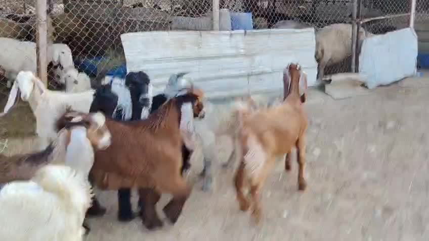 للبيع تيوس وجمد ذبايح انتاج عزبه - 1
