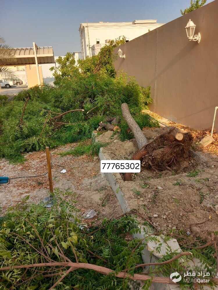 نقوم بتقطيع الاشجار والنخيل - 1