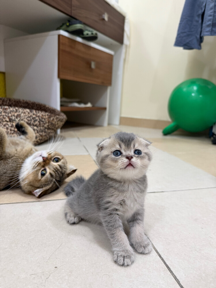 SCOTTISH FOLD KITTEN - 1