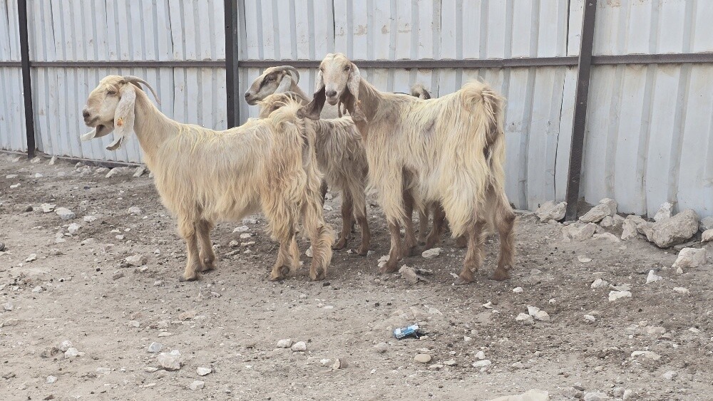 للبيع معزه عوارض صفر طيبه - 2
