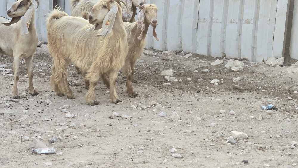 للبيع معزه عوارض صفر طيبه - 1