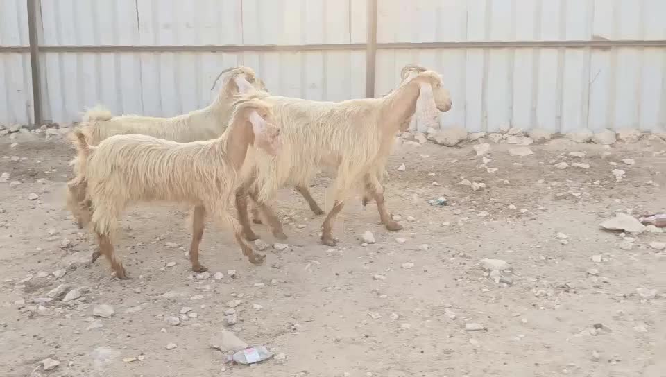 للبيع معزه عوارض صفر طيبه - 4