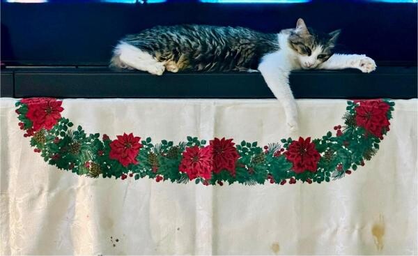 Adoption of cat - 3