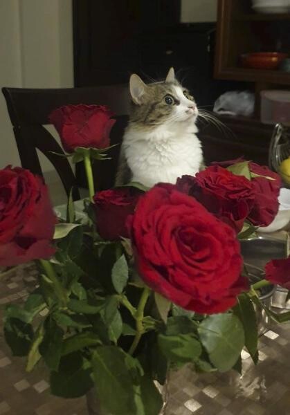 Adoption of cat - 2