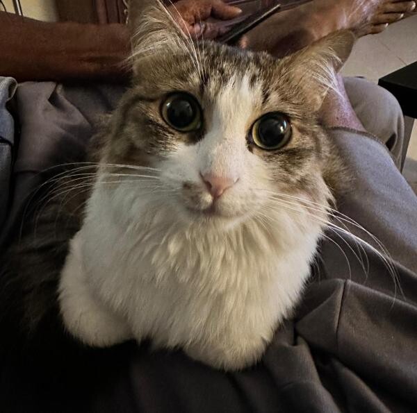 Adoption of cat - 1