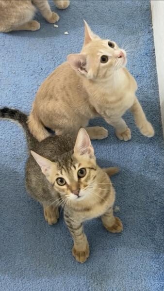 adoption - 3