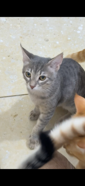 adoption - 4