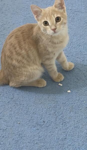 adoption - 2