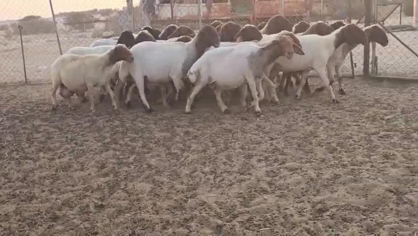 للبيع شوهات سوريه طيبه - 1