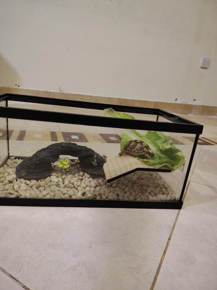 greek turtle with tank - 1