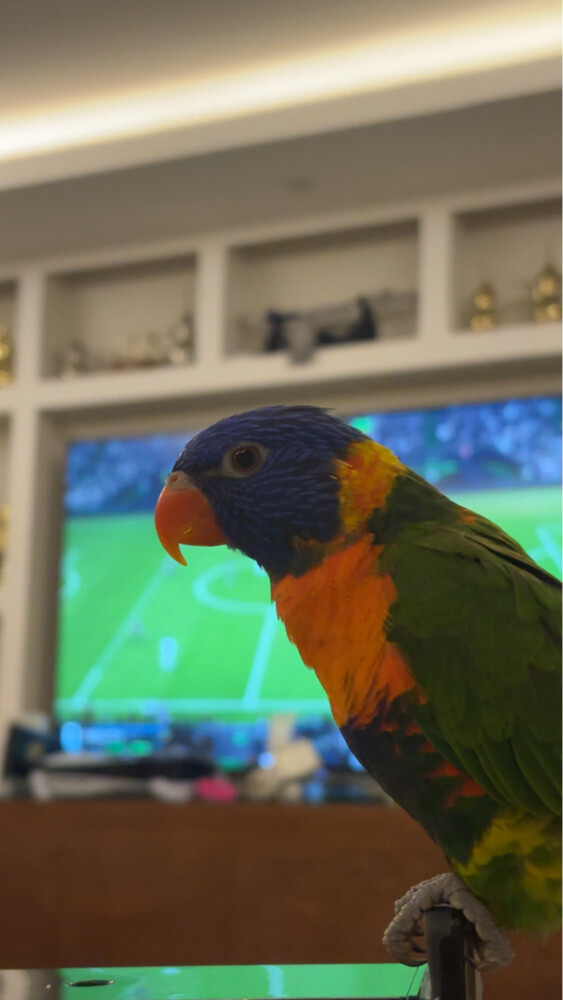 rainbow Lori bird  - 1