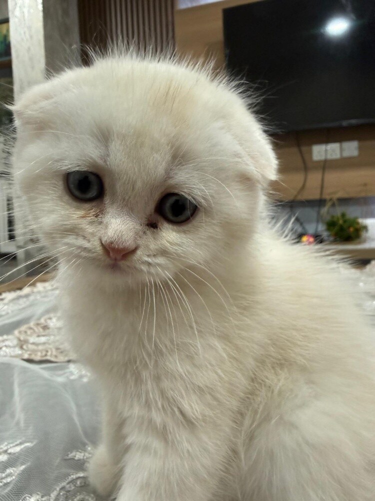 Scottish fold - 2