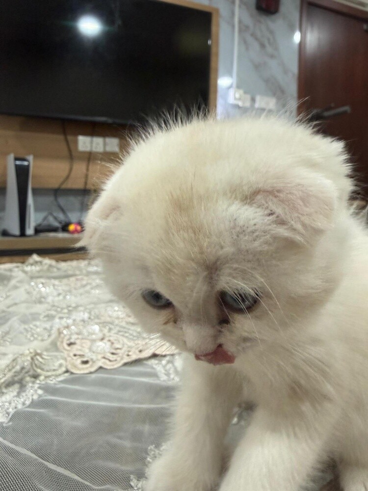 Scottish fold - 3