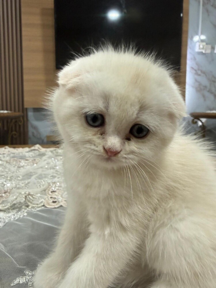 Scottish fold - 1
