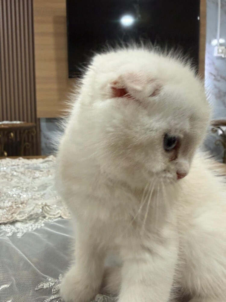 Scottish fold - 4