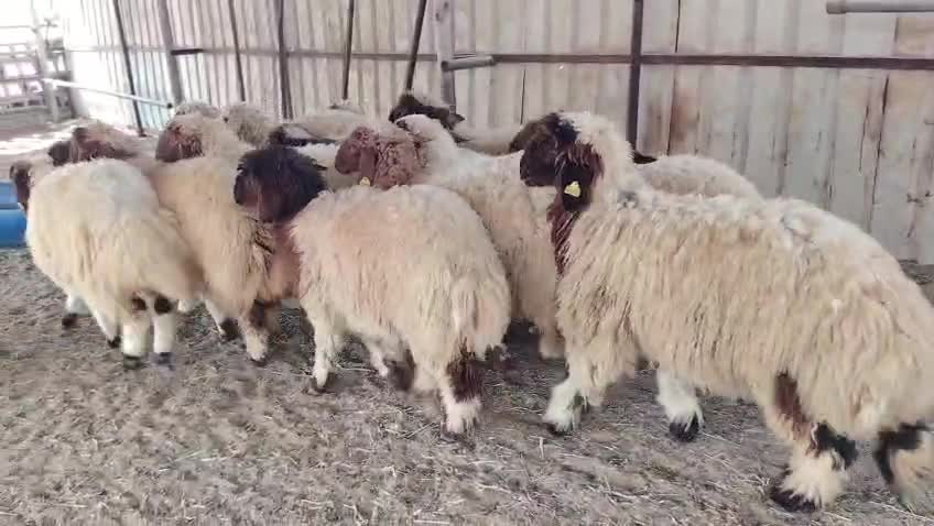 رخال سوريه - 1