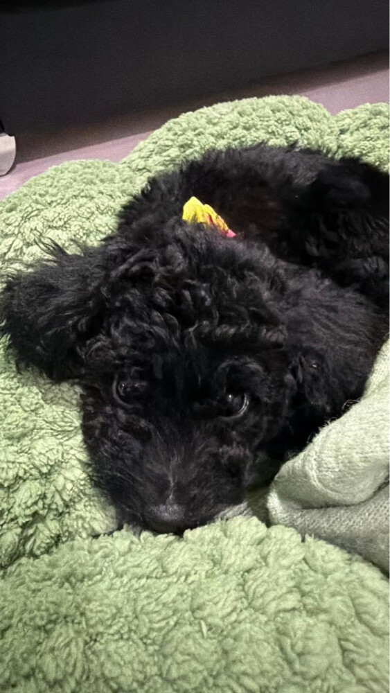 teacup toy poodle - 5