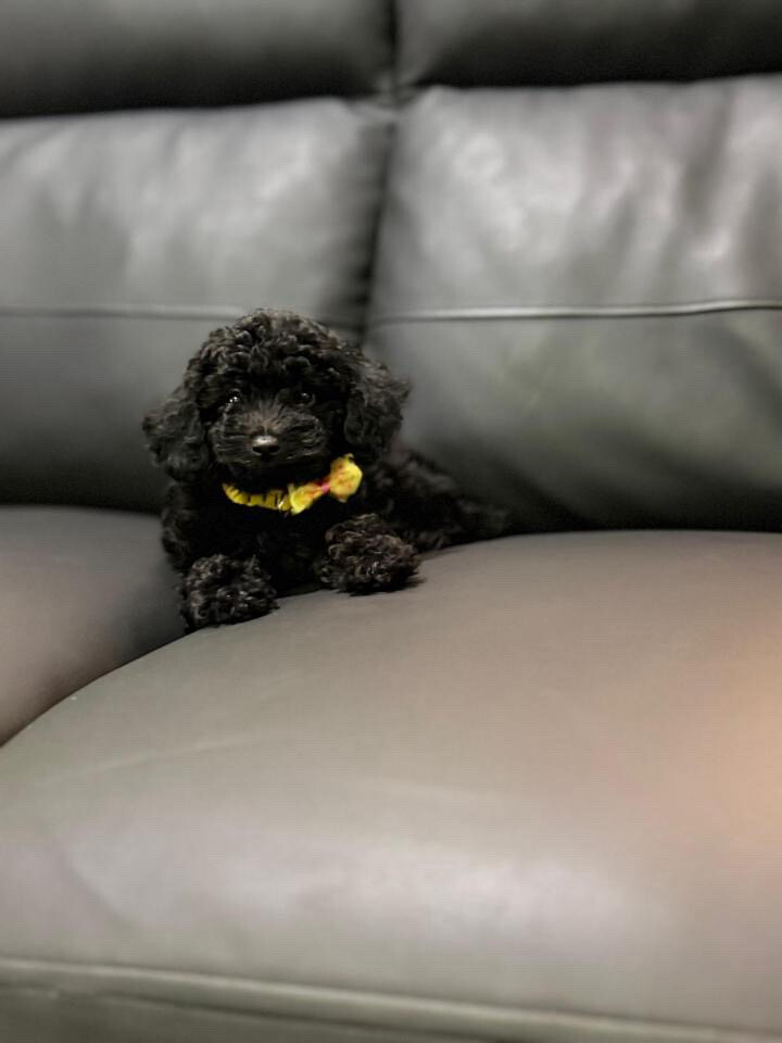 teacup toy poodle - 3