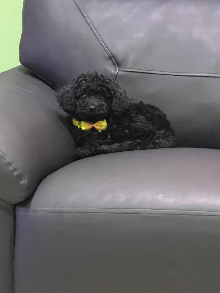 teacup toy poodle - 1