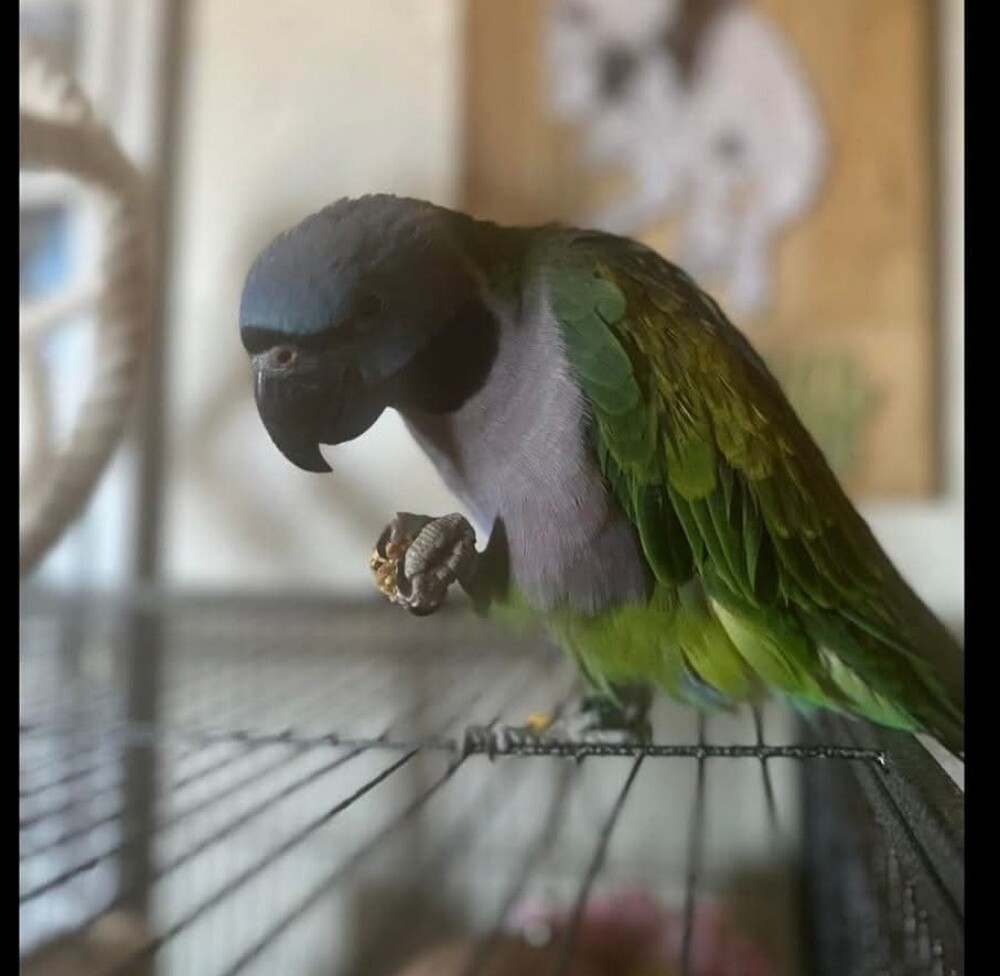 Darby parrot - 2