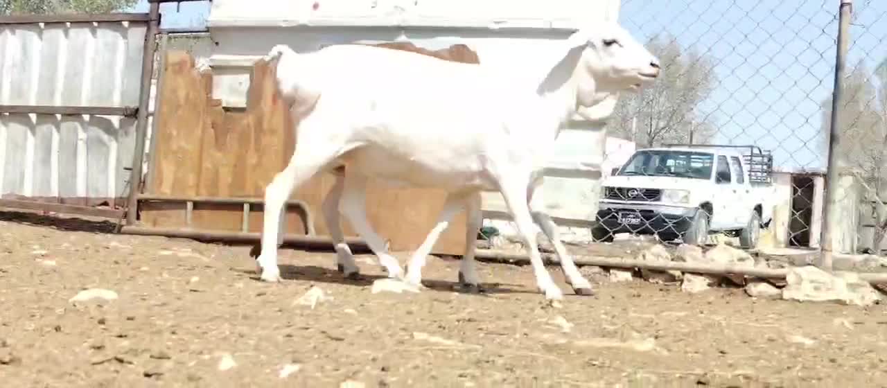 للبيع شويهات بربر برص طيبه - 5