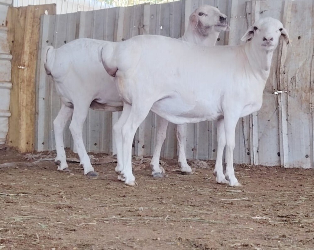 للبيع شويهات بربر برص طيبه - 2