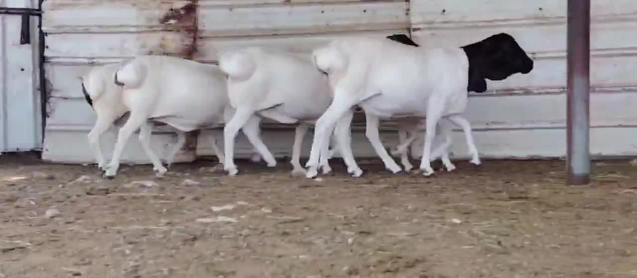 للبيع شويهات بربر إفريقيه طيبه - 6