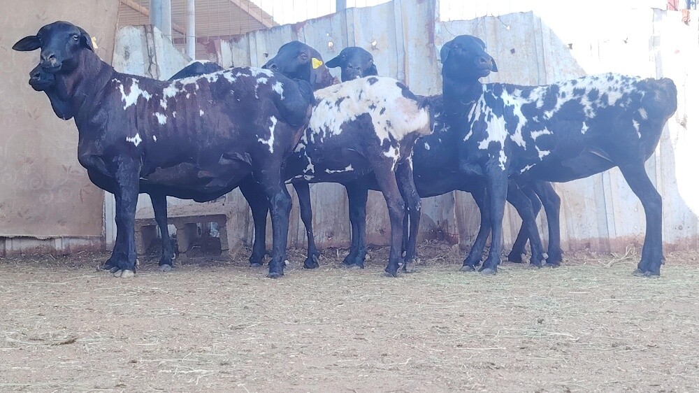 للبيع شويهات بربر بيرشن طيبه - 2