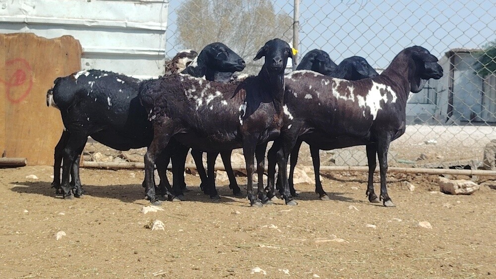 للبيع شويهات بربر بيرشن طيبه - 3