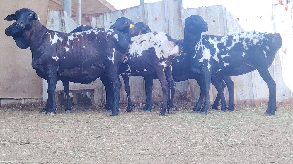 للبيع شويهات بربر بيرشن طيبه - 1