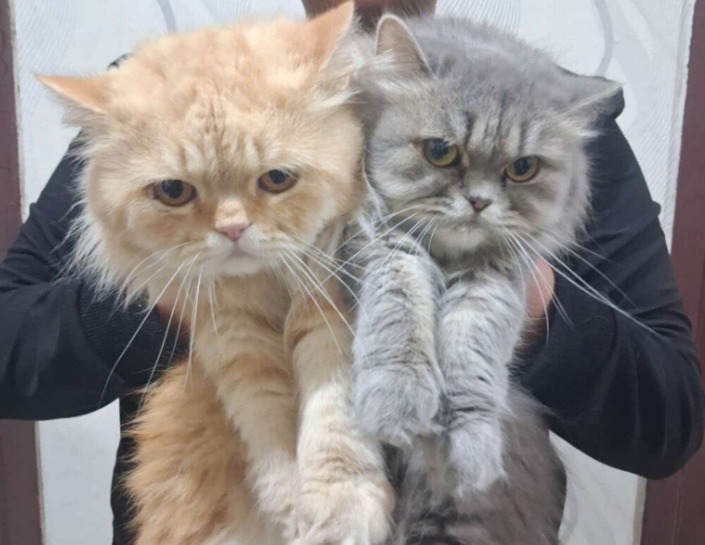Scottish Cats - 1