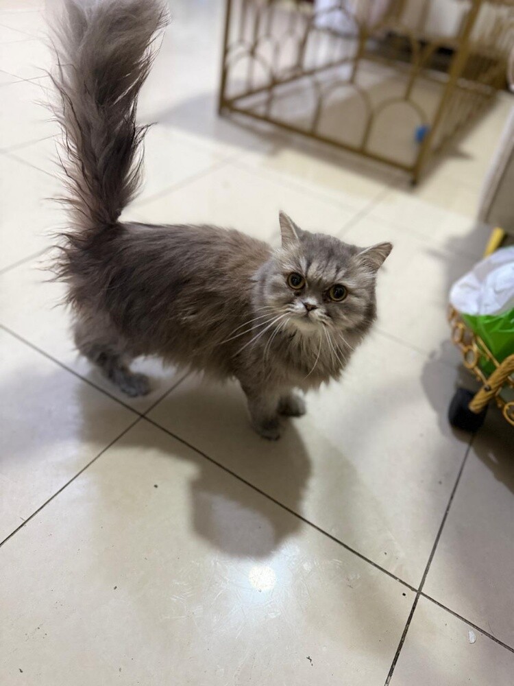 Scottish Cats - 5