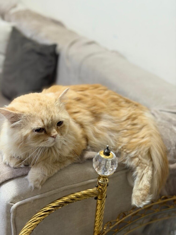 Scottish Cats - 6
