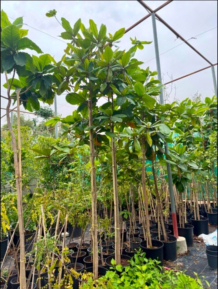 Garden and new agriculture - 4