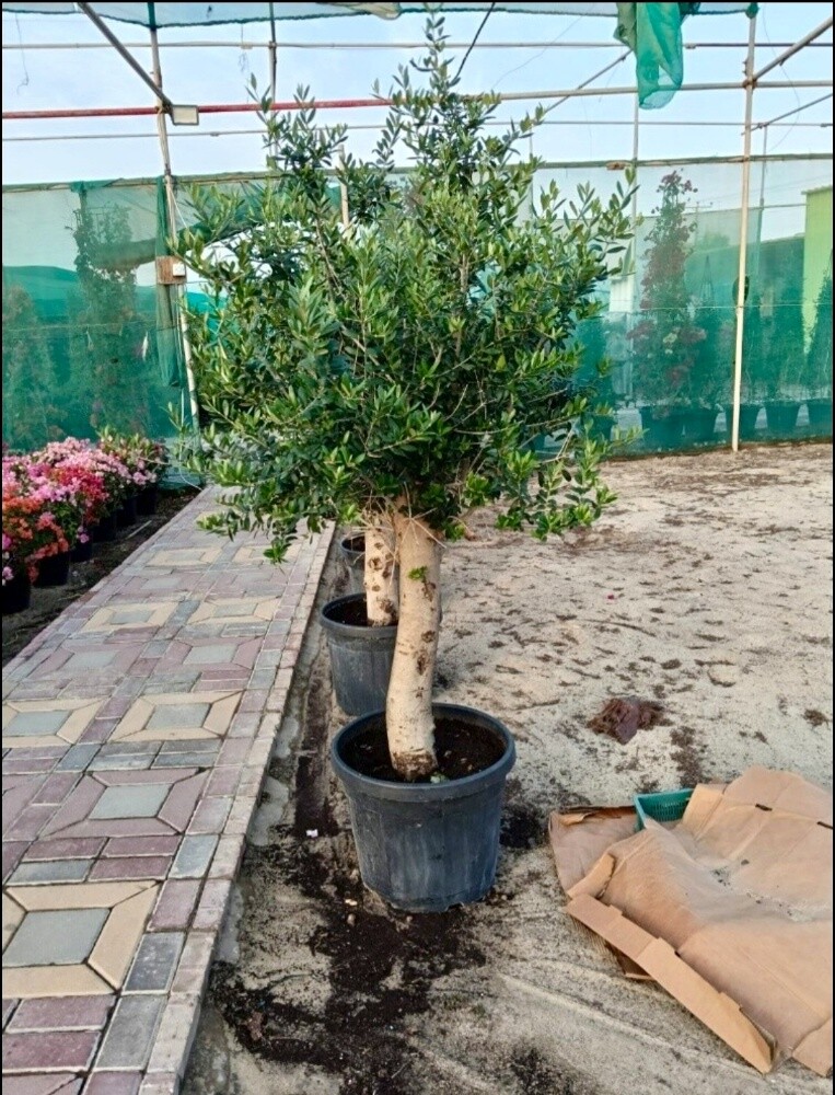 Garden and new agriculture - 2