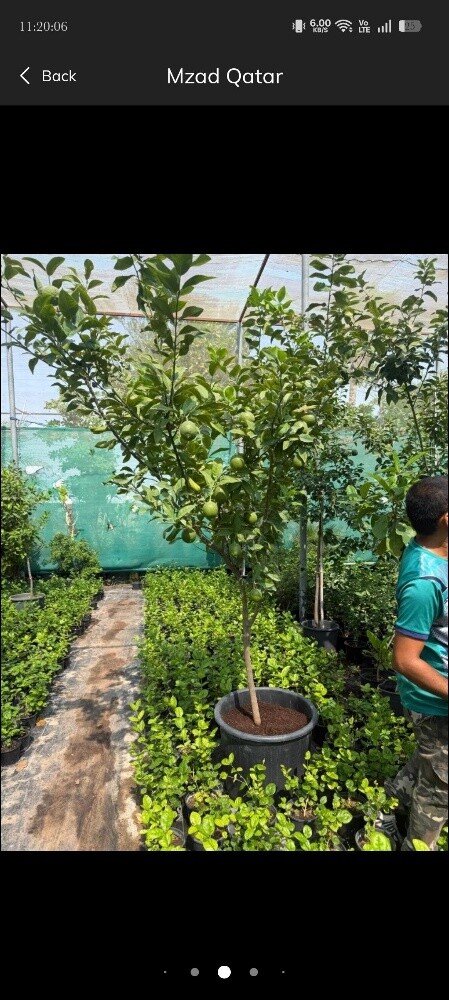 Garden and new agriculture - 3