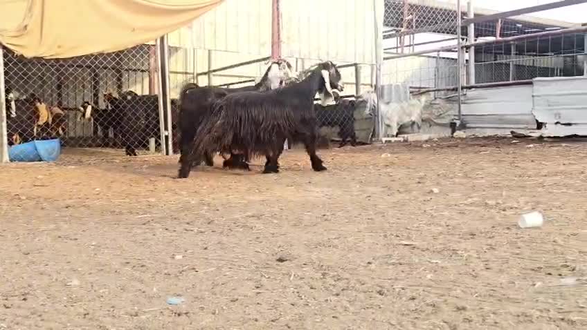 للبيع معزه عوراض سود دفيع وصل - 4
