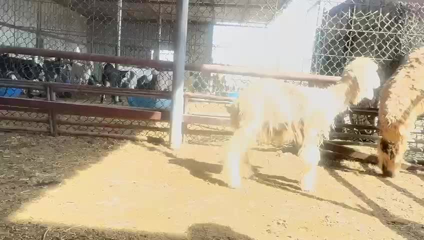 للبيع رخال - 1