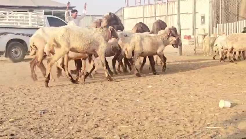 للبيع شوهات سوريه طيبه - 1